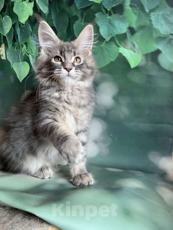 Кошки в других городах Ленинградской области: Котёнок мейн кун Девочка, 40 000 руб. - фото 2