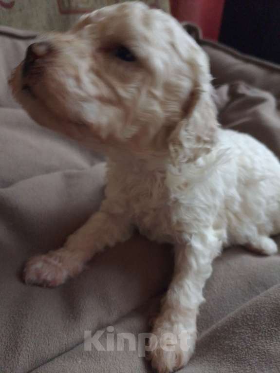 Собаки в Москве: Щенки малого пуделя Девочка, 65 000 руб. - фото 5