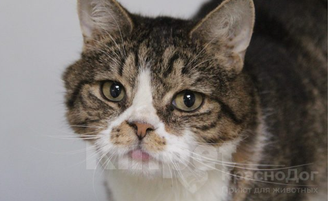 Кошки в Краснодаре: Пропала кошка!! Краснодар, в районе Суворова, 74!! Девочка, 1 руб. - фото 3