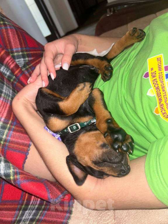 Собаки в Ростове-на-Дону: Активный щенок Добермана ищет любящих хозяев  Мальчик, 25 000 руб. - фото 4