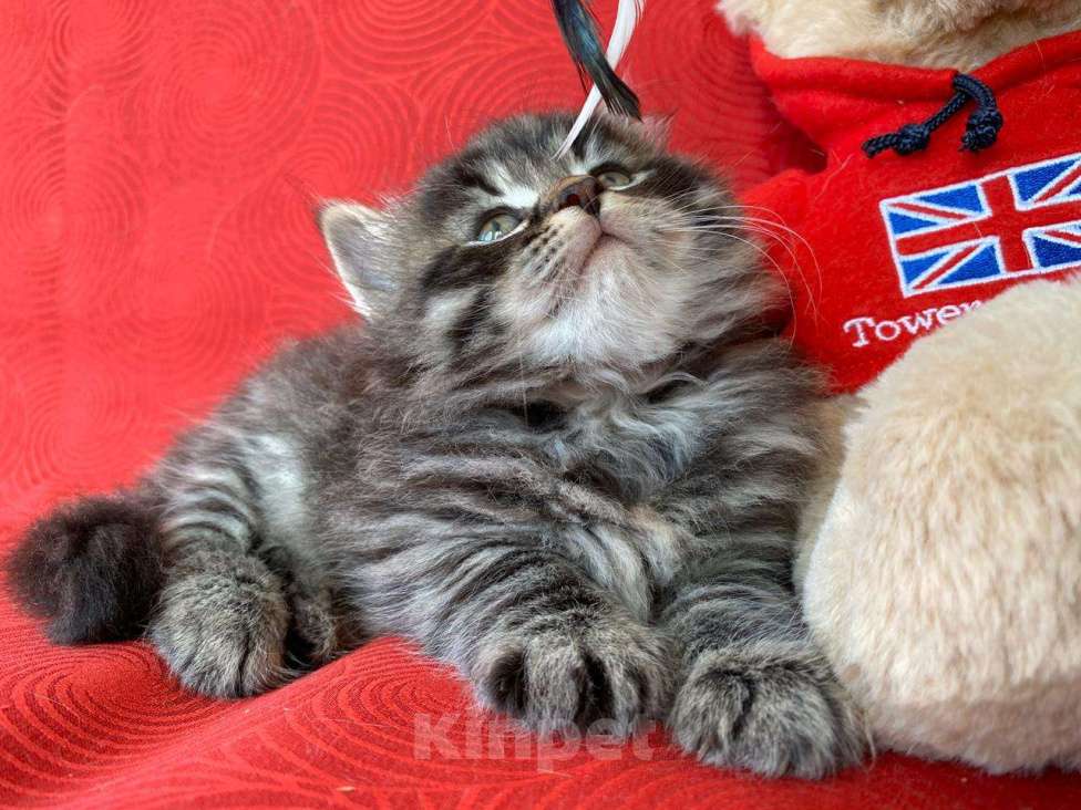 Кошки в Краснодаре: Котик лесного окраса Мальчик, 35 000 руб. - фото 4