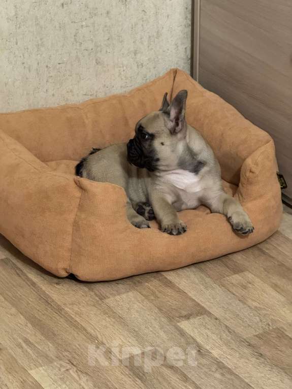 Собаки в Иркутске: Кеша Мальчик, 70 000 руб. - фото 2