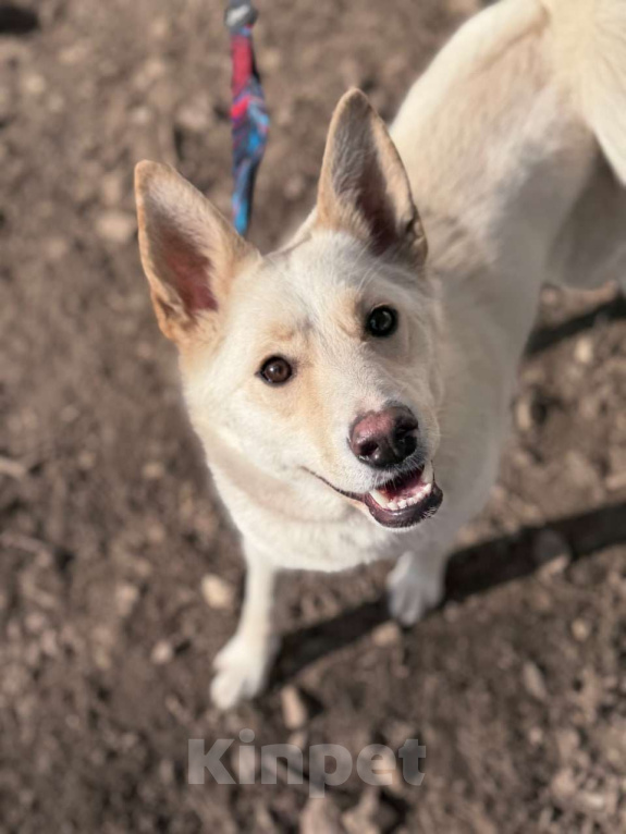 Собаки в Москве: Если бы в мире собак существовала своя Мэрилин Монро — это была бы она Девочка, Бесплатно - фото 1