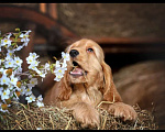 Собаки в Москве: Английский кокер спаниель щенок Мальчик, Бесплатно - фото 1