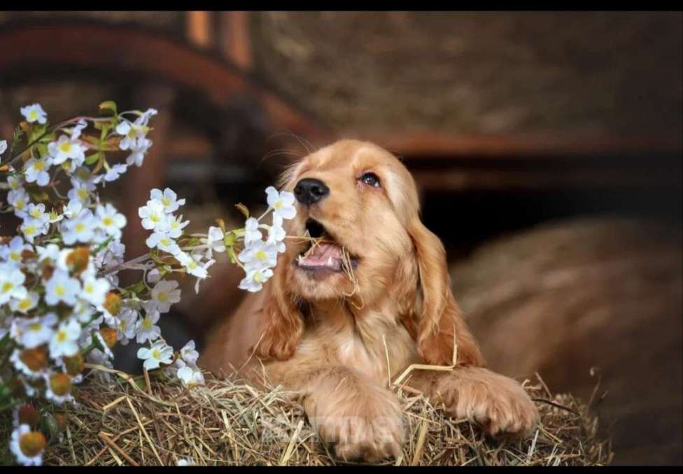 Собаки в Москве: Английский кокер спаниель щенок Мальчик, Бесплатно - фото 1