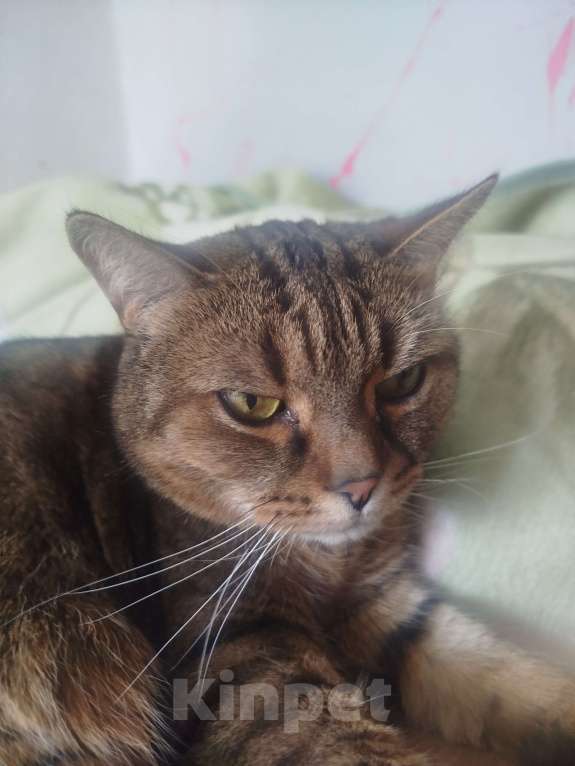 Кошки в Мытищах: Ищу новый дом для котиков Мальчик, Бесплатно - фото 1