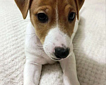 Собаки в Москве: Джек Рассел терьер девочка Девочка, 45 000 руб. - фото 1