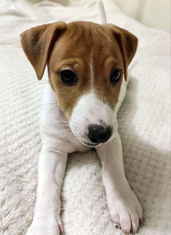 Собаки в Москве: Джек Рассел терьер девочка Девочка, 45 000 руб. - фото 1