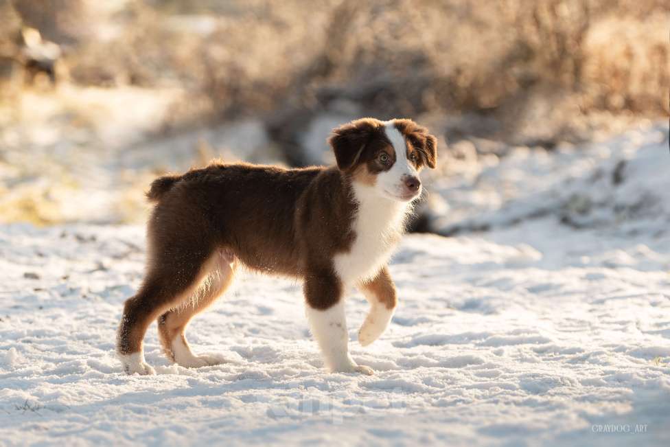 Собаки в Москве: Австралийская овчарка щенок  Мальчик, 45 000 руб. - фото 6