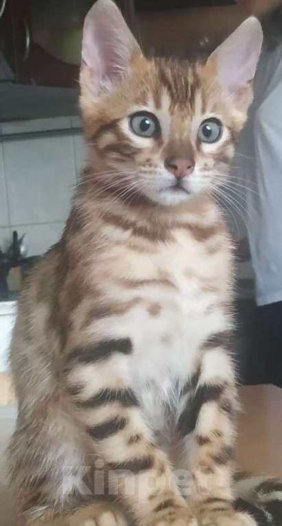 Кошки в Санкт-Петербурге: Красавцы бенгалы Девочка, 45 000 руб. - фото 2