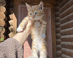 Кошки в Большой Камне: Котёнок Мальчик, Бесплатно - фото 1