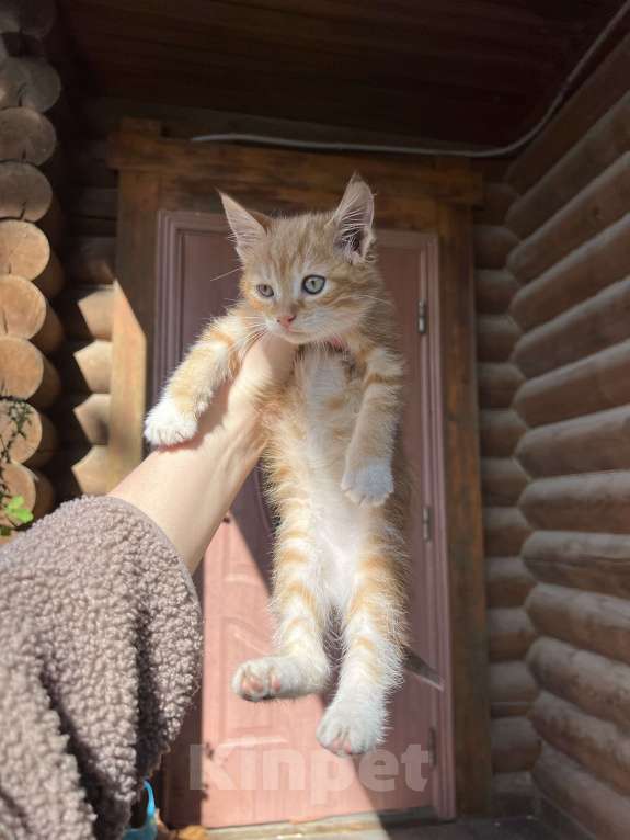 Кошки в Большой Камне: Котёнок Мальчик, Бесплатно - фото 1
