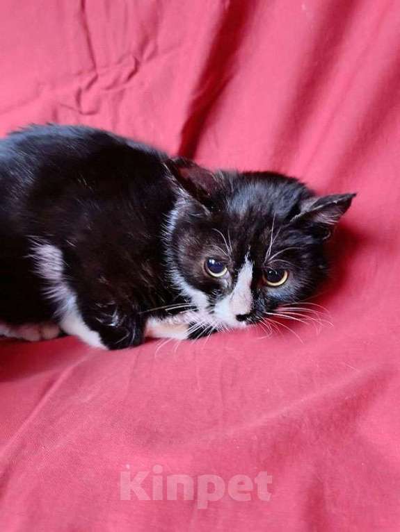 Кошки в Санкт-Петербурге: Два маленьких котенка мальчик и девочка ищут дом  Мальчик, 10 руб. - фото 3