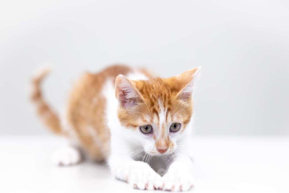 Кошки в Москве: Малыш Бернар ищет семью Мальчик, Бесплатно - фото 2