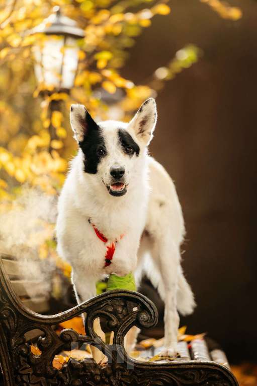 Собаки в Москве: Обаятельный аферист в поисках дома! Мальчик, Бесплатно - фото 2