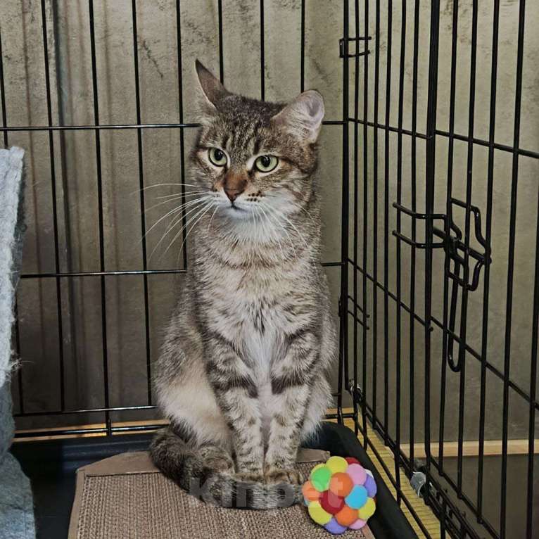 Кошки в Москве: Кошечка в добрые руки Девочка, Бесплатно - фото 3