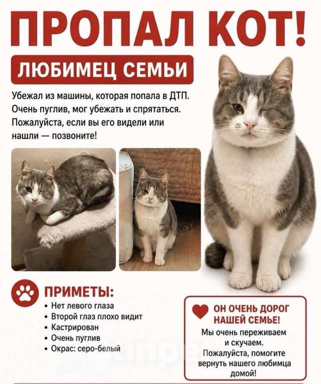 Кошки в других городах Московской области: Пропал Кот Мальчик, 5 000 руб. - фото 1