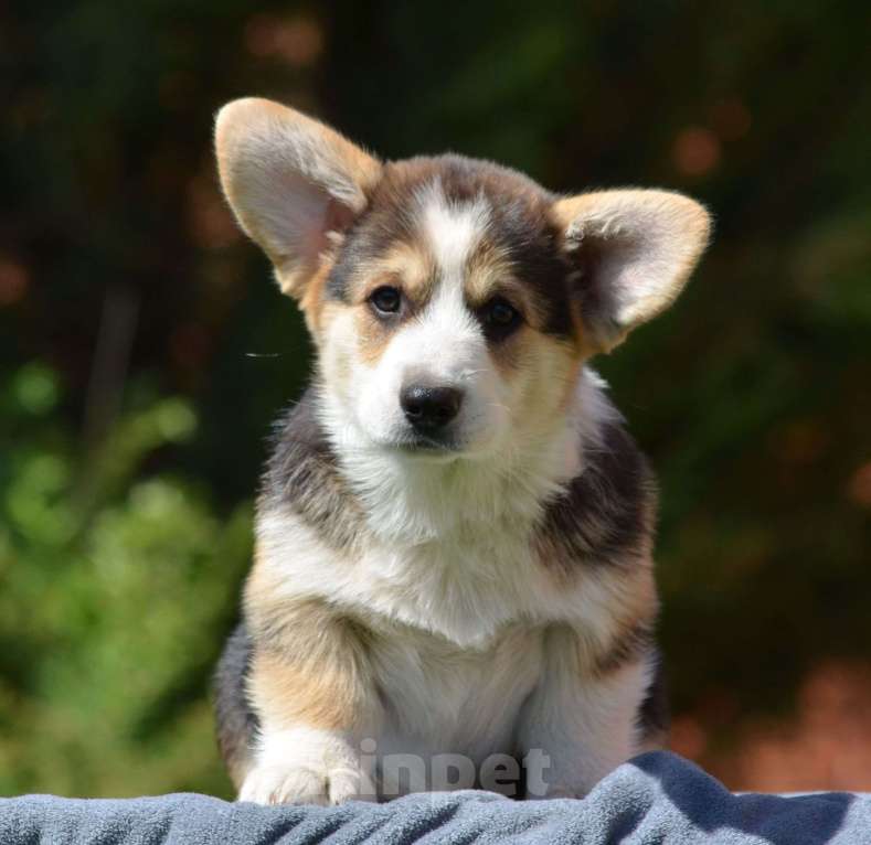 Собаки в Самаре: Великолепный щенок корги окрас триколор  Мальчик, 80 000 руб. - фото 2