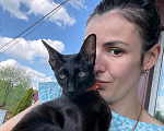 Кошки в других городах Московской области: Котята от ориентальной кошки , папа смесь шотландца Девочка, Бесплатно - фото 4