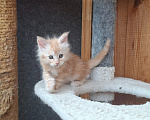 Кошки в Одинцово: Котёнок мейн-кун Девочка, 28 000 руб. - фото 6