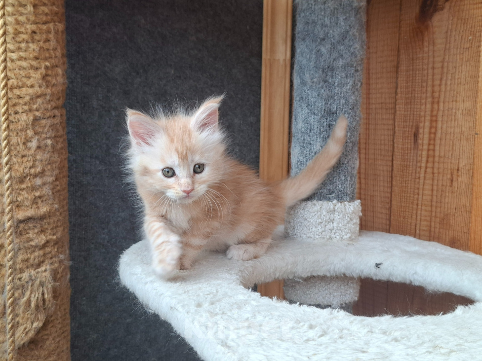 Кошки в Одинцово: Котёнок мейн-кун Девочка, 28 000 руб. - фото 6