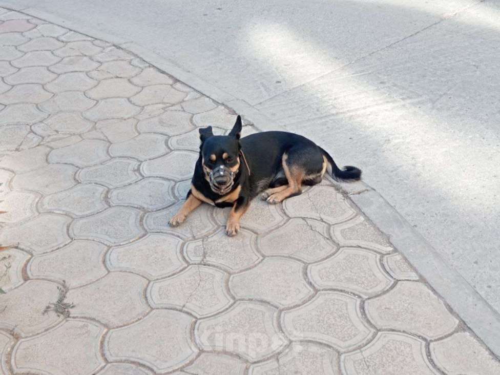 Собаки в Евпатории: Найдена собака потеряшка Мальчик, Бесплатно - фото 3