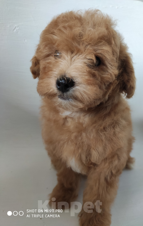 Собаки в Сергиеве Посаде: Мальтипу f1 Мальчик, 55 000 руб. - фото 3