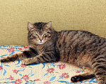 Кошки в Калуге: Тигран Потапыч ищет друга. Полосатый кот в добрые руки. Мальчик, Бесплатно - фото 3