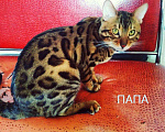 Кошки в Санкт-Петербурге: Бенгальские клубные котята, 15 000 руб. - фото 4