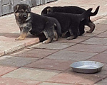 Собаки в Новосибирске: Немецкой овчарки щенки, 1 руб. - фото 1