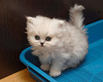Кошки в Москве: Котята персидские серебристая шиншила, 40 000 руб. - фото 5