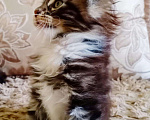 Кошки в Малоархангельске: Котята Мейн Кун., 20 000 руб. - фото 7