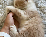 Кошки в Сочи: Отдам котенка 1,5 месяца, мальчик . Находится в Красной поляне Мальчик, Бесплатно - фото 7