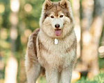 Собаки в Москве: Красивый пёс Мирон в добрые руки! Мальчик, 1 руб. - фото 8