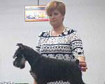 Собаки в Москве: Щенок цвергшнауцера кобель Мальчик, 65 000 руб. - фото 1