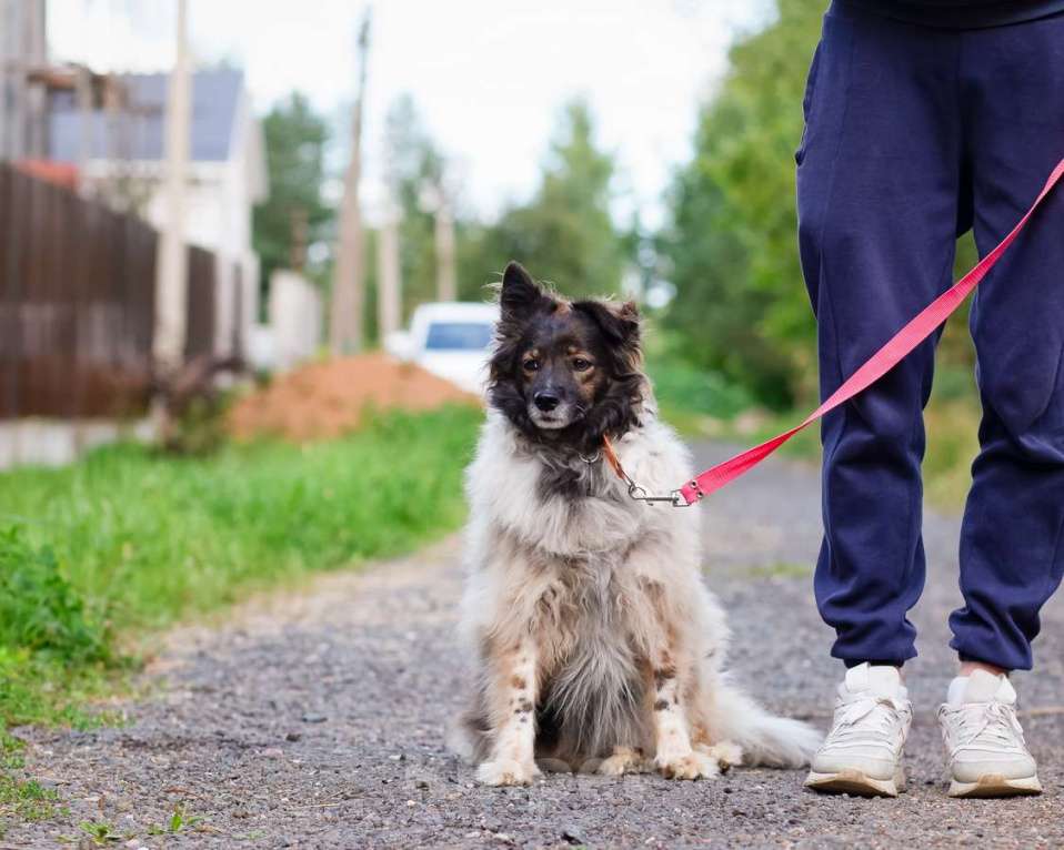 Собаки в Санкт-Петербурге: Хорошенькая диванная собачка Девочка, Бесплатно - фото 9