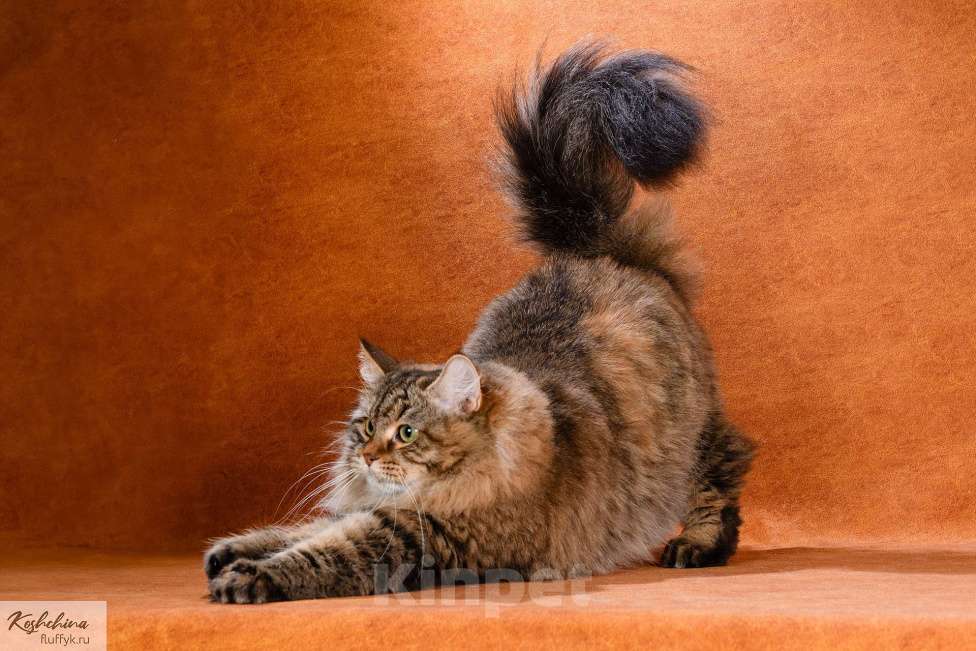 Кошки в Москве: Сибирская барышня Девочка, 10 000 руб. - фото 2