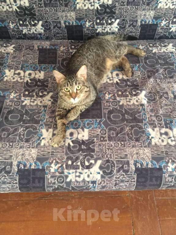 Кошки в Каменске-Уральском: Кот Мальчик, Бесплатно - фото 3