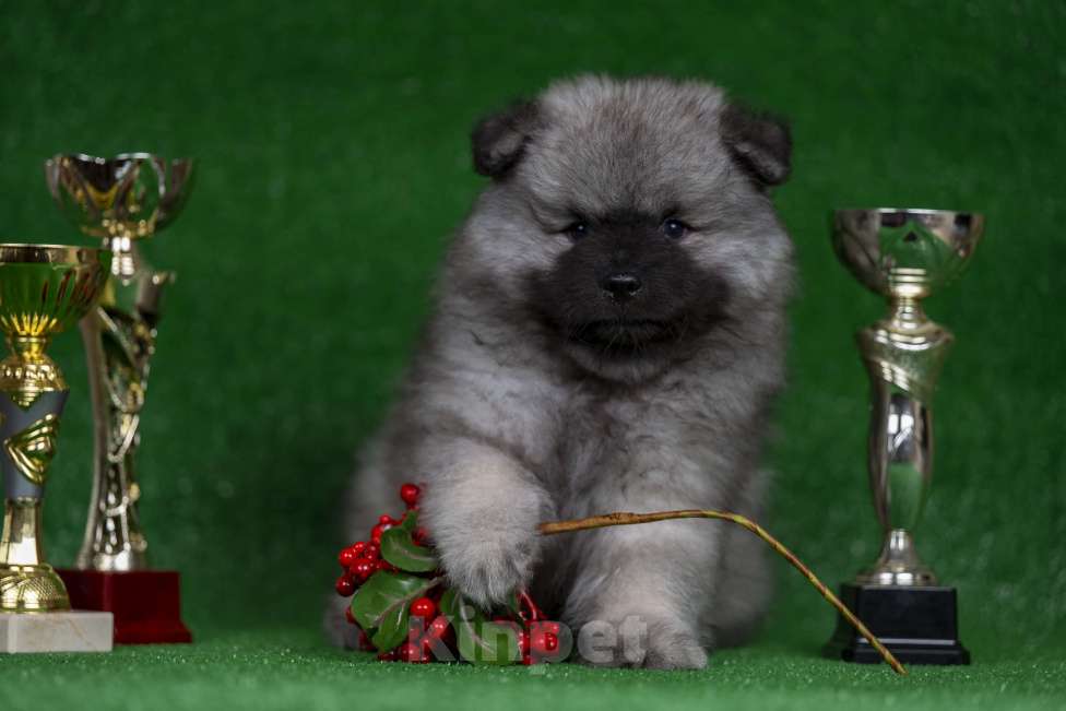 Собаки в Перми: Щенок Вольфшпиц Мальчик, 85 000 руб. - фото 8