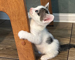 Кошки в Москве: Котенок Гаичка Девочка, Бесплатно - фото 2