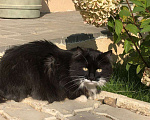 Кошки в Лобне: Шикарный парень в поиске дома  Мальчик, 50 руб. - фото 3