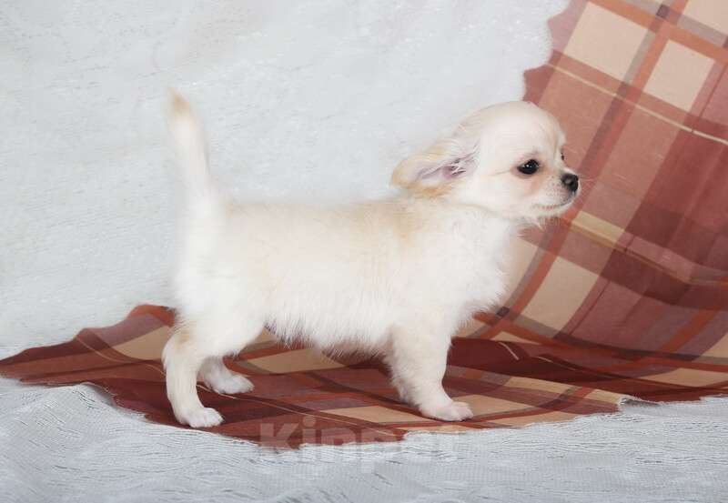 Собаки в Люберцах: Чихуахуа крем Мальчик, 50 000 руб. - фото 2