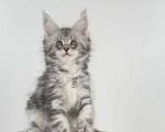 Кошки в Тюмени: Котенок мейн-кун девочка Девочка, 55 000 руб. - фото 6