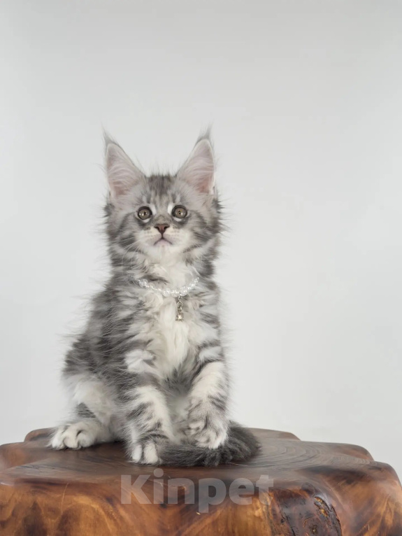 Кошки в Тюмени: Котенок мейн-кун девочка Девочка, 55 000 руб. - фото 6