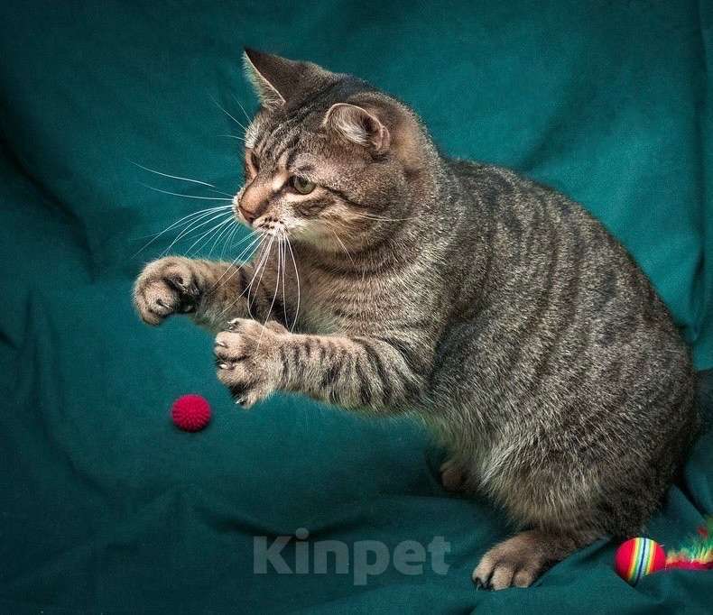 Кошки в Москве: Шикарный шпротный кот Вася в добрые руки Мальчик, Бесплатно - фото 8