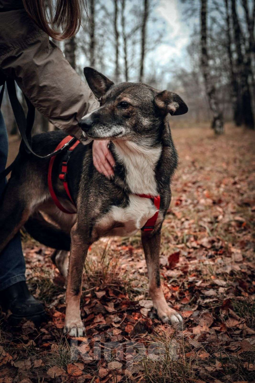 Собаки в Москве: Бетти Девочка, Бесплатно - фото 4