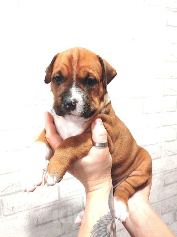 Собаки в Краснодаре: Американский стаффордширский терьер щенок  Мальчик, 80 000 руб. - фото 3