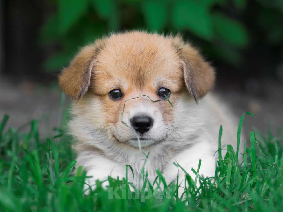 Собаки в Новосибирске: Щенок вельш корги пемброк Мальчик, Бесплатно - фото 2