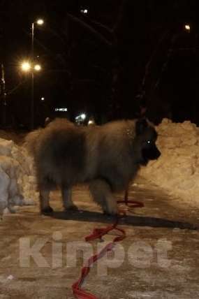Собаки в Москве: Терри-Мак Из Воронцовского Дворца  Мальчик, 70 000 руб. - фото 2