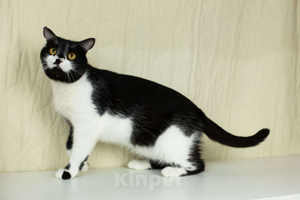 Кошки в Москве: Котик Степаша ищет мампап Мальчик, Бесплатно - фото 7